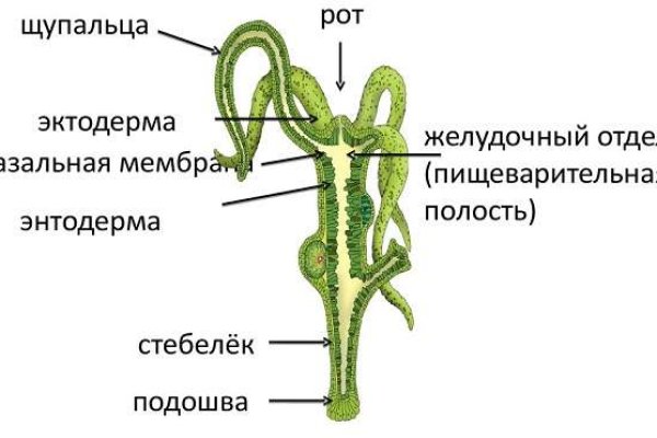 Кракен тг ссылка