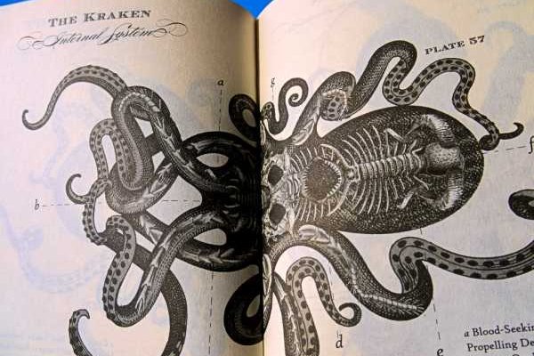 Kraken что это за магазин